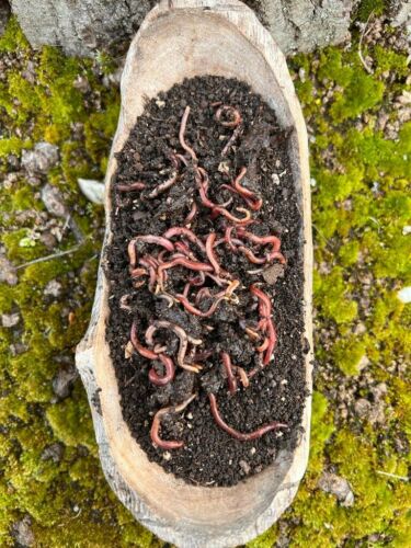 Lombrichi rossi californiani e humus per compostaggio e cura delle piante 250 g